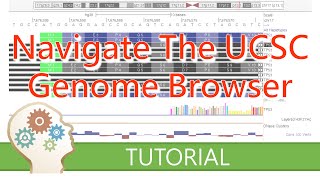 DISPLAY AND NAVIGATE THE GENOME  UCSC Genome Browser Tutorial series [upl. by Ttenaej]