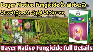 NATIVO FUNGICIDE FULL DETAILS IN TELUGU  Bayer Nativo Dose price in telugu bayer nativo in telugu [upl. by Awhsoj]