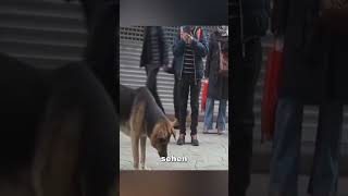 Dieser Hund hat seinen Platz wochenlang nicht verlassen ❤️ [upl. by Gerson]