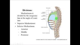 Anatomy of MEDIASTINUM  Dr Yusuf [upl. by Prager]