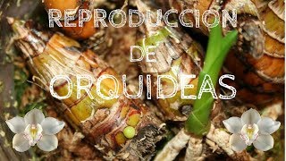 COMO REPRODUCIR ORQUIDEAS MASIVAMENTE Y FACIL [upl. by Shulem]