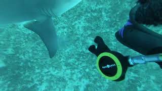 Shark Sneaks Up And Scares The  Out Of Diver [upl. by Hilliard]