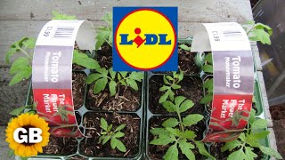 Lidl £199 Vegetable Plants 2024  Potting up Moneymaker Tomatoes 🍅 [upl. by Melanie400]