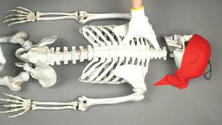 How to install Halloween Skeleton howto DIY [upl. by Atinav]