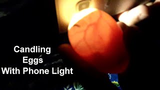 Candling Chicken Eggs  Day 7  Homemade Egg Incubator [upl. by Mont]