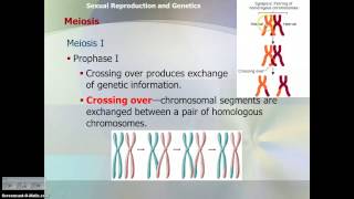 Meiosis Notes [upl. by Elohcin]