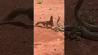 Cobra vs Mongoose [upl. by Carmelo237]