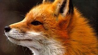 Ylvis  The Fox what does the fox say Lyrics [upl. by Benyamin]