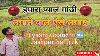 हमारा jashpuriha trek प्याज गांछी ऐसे लगातें है हमेशा लाभ कि प्राप्ति होती है akpvlogs vlogvideo [upl. by Friedland]