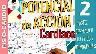 POTENCIAL DE ACCIÓN CARDÍACO correlación ECG Fases Periodos Refractarios Fisiología Cardíaca2 [upl. by O'Callaghan78]