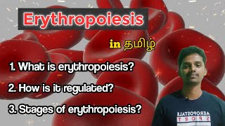 Erythropoiesis  RBCs Formation Process [upl. by Grantley]