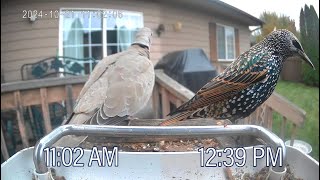 10212024 Flathead Valley Bird Cam [upl. by Hamas]