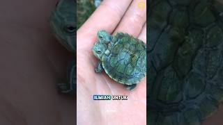 Kurakura ini sangat langka turtle kurakura viralvideo animals shorts [upl. by Claus]