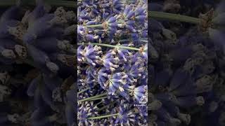 Sequim Washington Lavender Festival 2024 [upl. by Barbe]