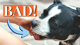 How to Stop Staffy Puppy Biting 7Step Training Guide [upl. by Wernher]