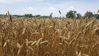 processing wheat into flour [upl. by Elesig575]