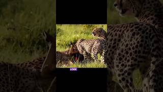 Difference of leopardampcheetah cheetah leopard panther dc marvel facts comic animallover uk [upl. by Renruojos]