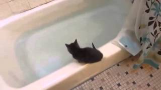 Funny Kitten jumps in bath tub [upl. by Philbo]