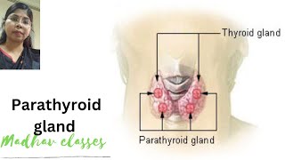 Parathyroid gland [upl. by Nivlac784]