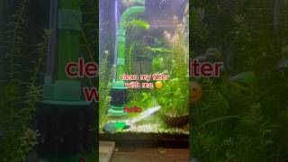 shrimp tank maintenance 🦐 aquascape shrimp aquarium [upl. by Sulrac]