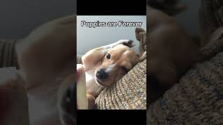 Puppies are Forever 🐕💕 cutedogs doglover dog puppy [upl. by Keldah]