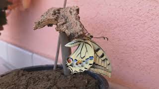 Papilio machaon  Life cycle [upl. by Ahsinaj]