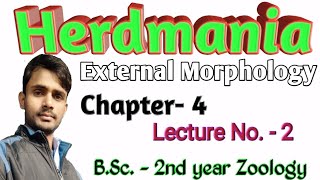 Lc 16  Herdmania  External Morphology  BSc2nd year  Zoology  by Prahalad Sir [upl. by Wilkey]