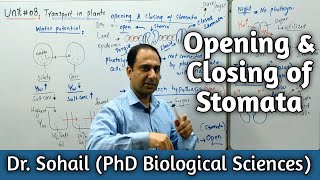 Opening and closing of Stomata  Sugar Starch Hypothesis  Influx of K  MDCAT Biology [upl. by Peednam436]