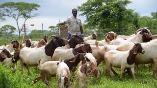 Committed to Zambias smallholder farmers [upl. by Nevs]