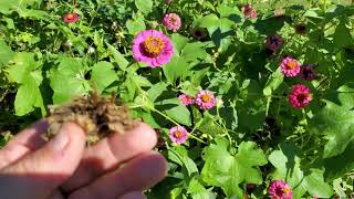 How to save Zinnia Seeds 💐 [upl. by Einapets655]