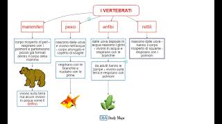 videomappa  scienze  11 gli animali i vertebrati [upl. by Phyllida]