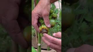 How to Prevent Blossom End Rot in Tomatoes [upl. by Josephine]