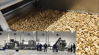 Nuts Frying Line  Fried Cashew Production [upl. by Xino]