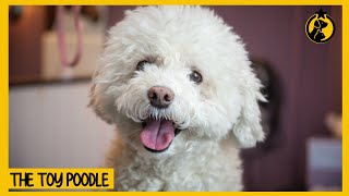 Toy Poodle Dog 101 Everything You Need to Know [upl. by Ruhtracam]