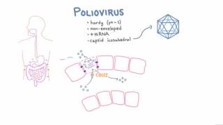 Polio Pathophysiology [upl. by Adelia]