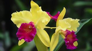 Growing and Repotting Cattleya Orchids [upl. by Linnell]