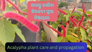 Acalypha hipsida plant care and propagation l ଆସନ୍ତୁ ଜାଣିବା ଶିବଜଟା ଫୁଲ ବିଷୟରେ flowerplants garden [upl. by Anelhtak]