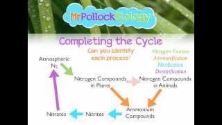 What is TKN ammonia ammonium  nitrogen cycle [upl. by Meggs71]