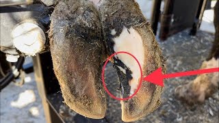 How to Trim and Clean Cow Hooves  Hoof Care Tips [upl. by Acilef833]