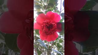 Camellia Japonica Professor Sargent Gardens and Palms [upl. by Hgielyk]