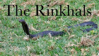 The Rinkhals [upl. by Snow]