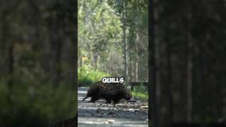 How Do Porcupines Defend Themselves How they use quills🦔 AnimalDefense PorcupineFacts Wildlife [upl. by Anjanette104]