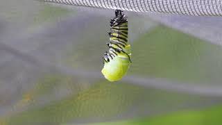 Chenille du papillon monarque en transformation Monarch butterfly caterpillar in transformation [upl. by Stinky295]