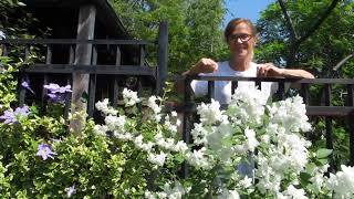 Relocating a mock orange to promote blooming [upl. by Enyawal]