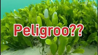 Caulerpa el alga peligrosa en el acuarioo😱😱es realmente cierto [upl. by Scribner]