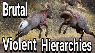 Bighorn Rams Head Butting [upl. by Clovis]