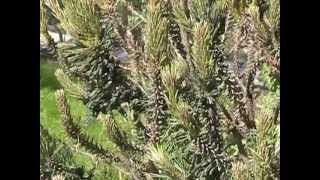 Icky Worms Sawfly larvae [upl. by Whiting]