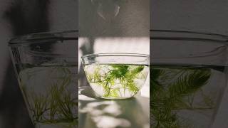 Ceratophyllum  Aquatic plant shorts aquaticplants ceratophyllum shortsvideo yt [upl. by Yme]