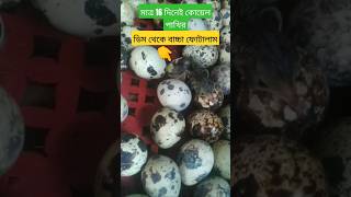 মাত্র 16 দিনে কোয়েল পাখির ডিম থেকে বাচ্চা ফোটালাম 🥰 [upl. by Starkey]