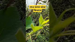 লাও ফলন বেশি হয় কিভাবে।।1G2G3G কাটিং কি sort fishing agriculture [upl. by Ahseinod]